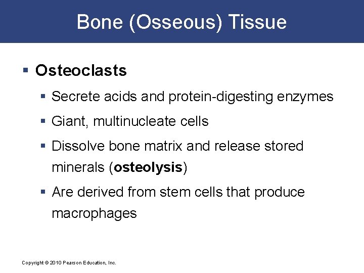 Bone (Osseous) Tissue § Osteoclasts § Secrete acids and protein-digesting enzymes § Giant, multinucleate