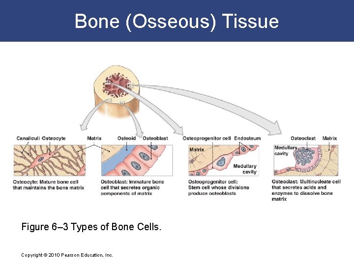 Bone (Osseous) Tissue Figure 6– 3 Types of Bone Cells. Copyright © 2010 Pearson
