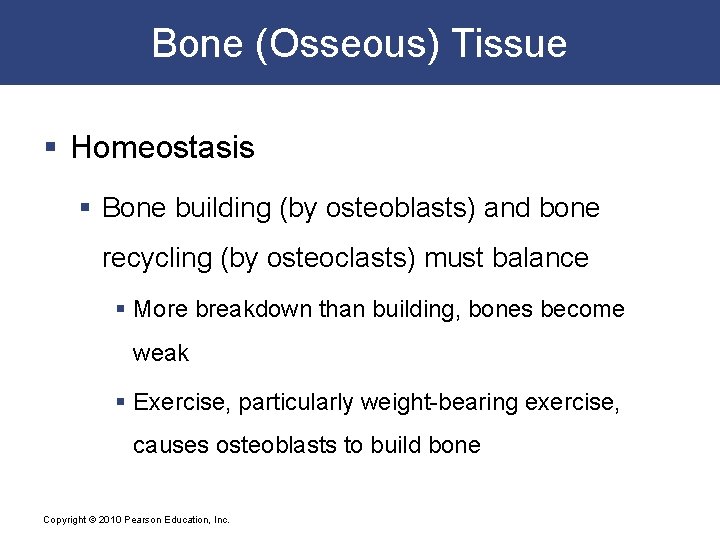Bone (Osseous) Tissue § Homeostasis § Bone building (by osteoblasts) and bone recycling (by