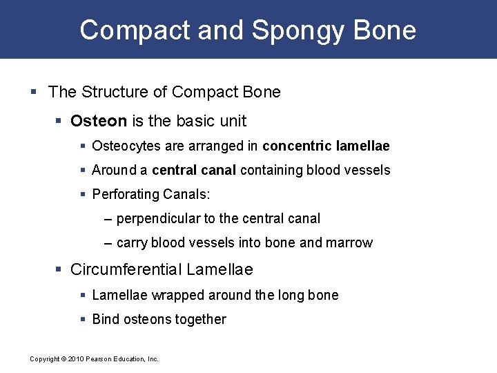 Compact and Spongy Bone § The Structure of Compact Bone § Osteon is the
