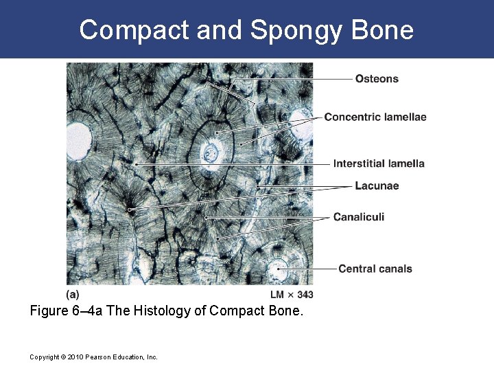 Compact and Spongy Bone Figure 6– 4 a The Histology of Compact Bone. Copyright