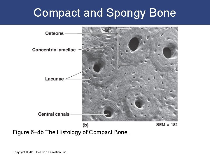 Compact and Spongy Bone Figure 6– 4 b The Histology of Compact Bone. Copyright