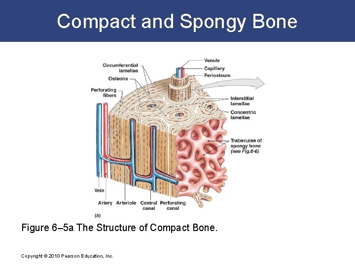 Compact and Spongy Bone Figure 6– 5 a The Structure of Compact Bone. Copyright