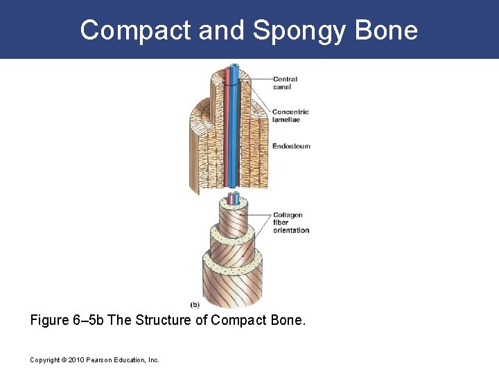 Compact and Spongy Bone Figure 6– 5 b The Structure of Compact Bone. Copyright