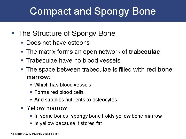 Compact and Spongy Bone § The Structure of Spongy Bone § § Does not
