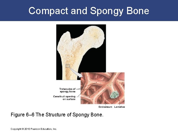 Compact and Spongy Bone Figure 6– 6 The Structure of Spongy Bone. Copyright ©