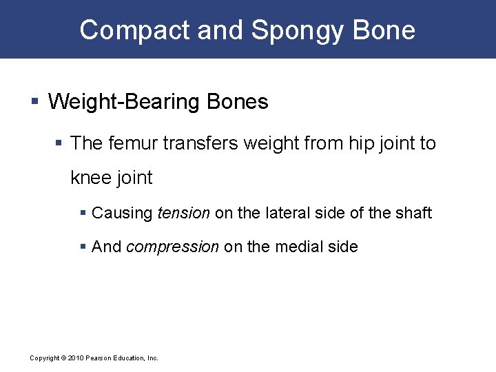 Compact and Spongy Bone § Weight-Bearing Bones § The femur transfers weight from hip