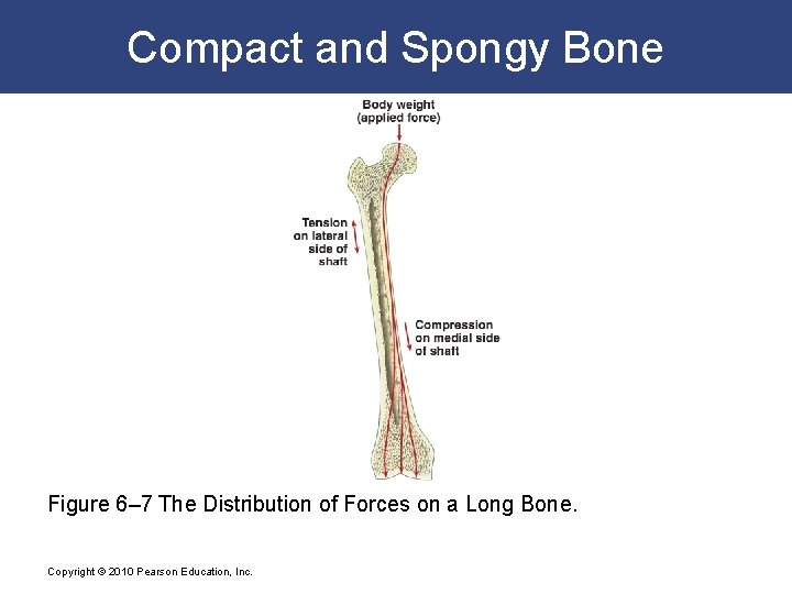 Compact and Spongy Bone Figure 6– 7 The Distribution of Forces on a Long