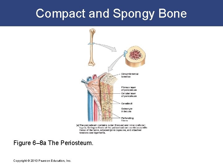 Compact and Spongy Bone Figure 6– 8 a The Periosteum. Copyright © 2010 Pearson