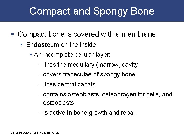 Compact and Spongy Bone § Compact bone is covered with a membrane: § Endosteum
