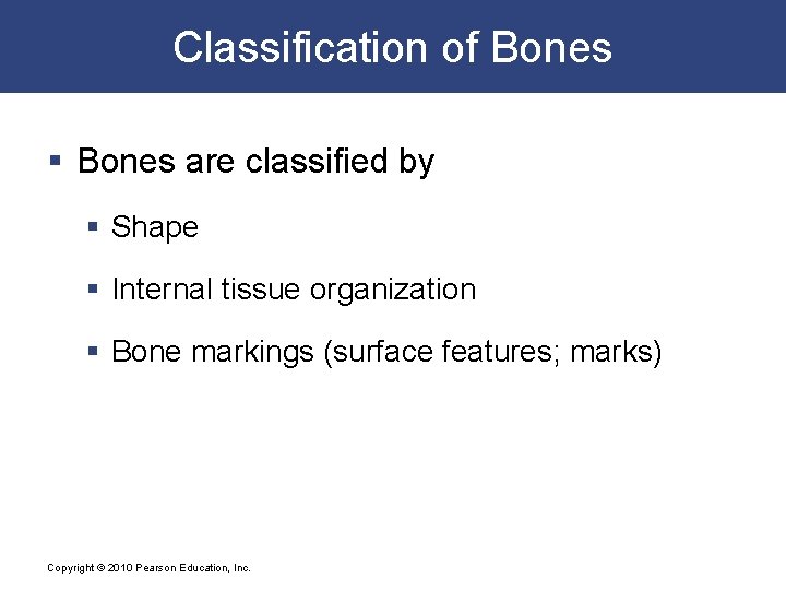 Classification of Bones § Bones are classified by § Shape § Internal tissue organization