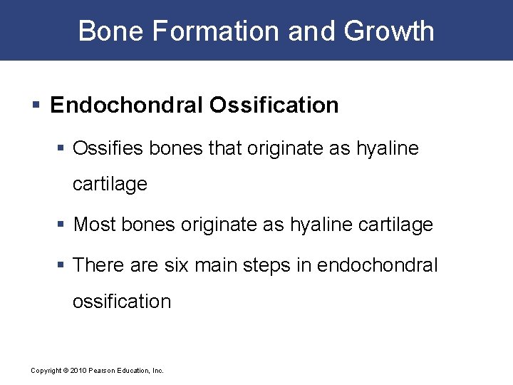 Bone Formation and Growth § Endochondral Ossification § Ossifies bones that originate as hyaline