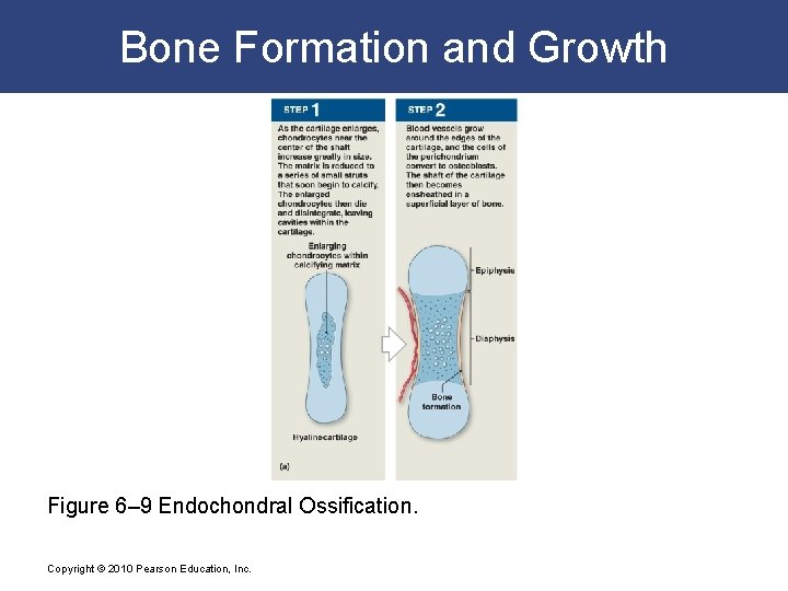 Bone Formation and Growth Figure 6– 9 Endochondral Ossification. Copyright © 2010 Pearson Education,
