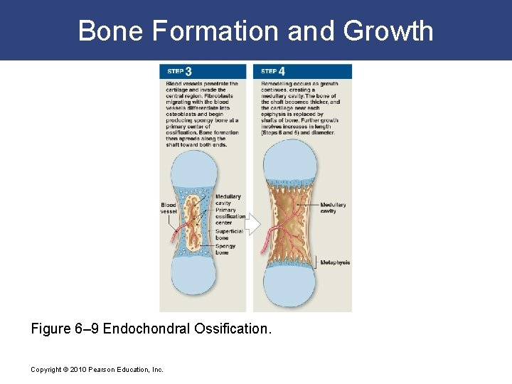 Bone Formation and Growth Figure 6– 9 Endochondral Ossification. Copyright © 2010 Pearson Education,