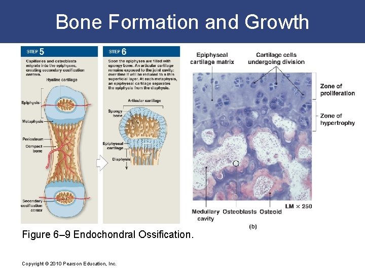 Bone Formation and Growth Figure 6– 9 Endochondral Ossification. Copyright © 2010 Pearson Education,