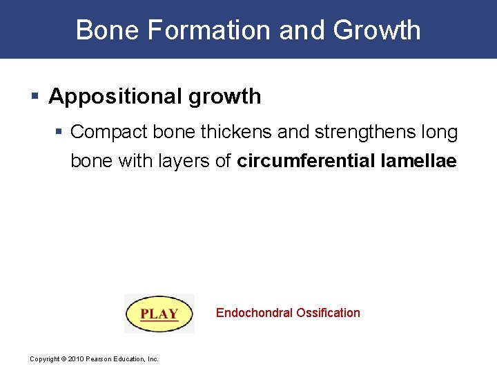 Bone Formation and Growth § Appositional growth § Compact bone thickens and strengthens long