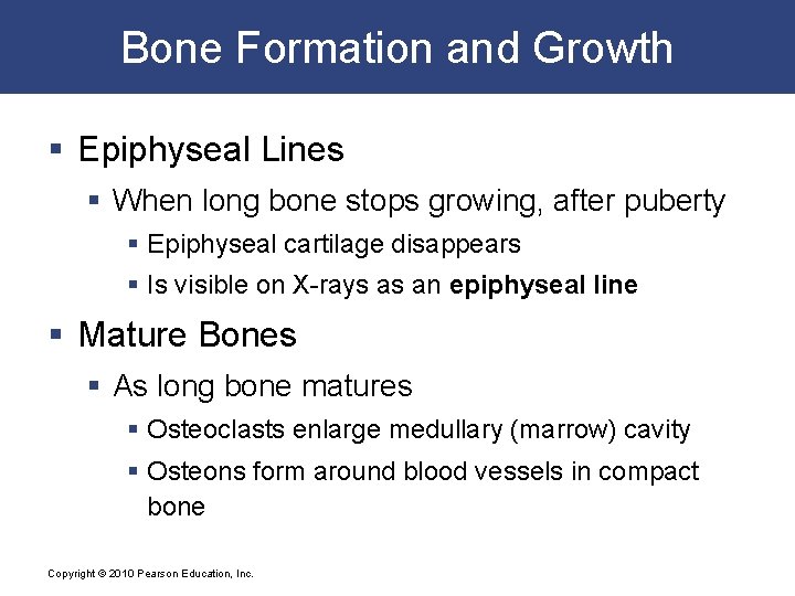 Bone Formation and Growth § Epiphyseal Lines § When long bone stops growing, after