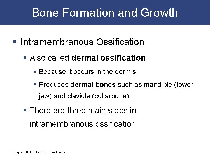 Bone Formation and Growth § Intramembranous Ossification § Also called dermal ossification § Because