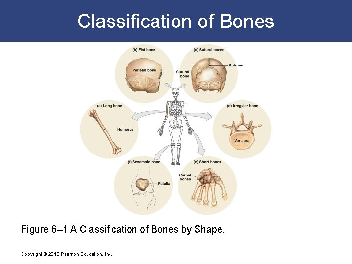 Classification of Bones Figure 6– 1 A Classification of Bones by Shape. Copyright ©
