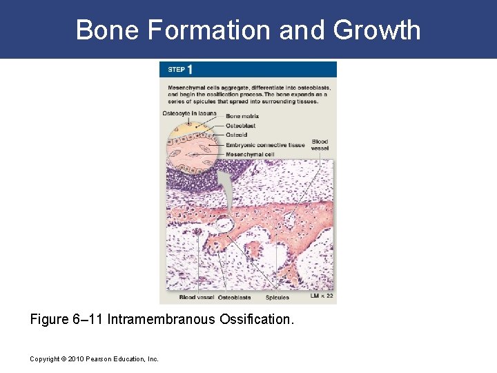 Bone Formation and Growth Figure 6– 11 Intramembranous Ossification. Copyright © 2010 Pearson Education,
