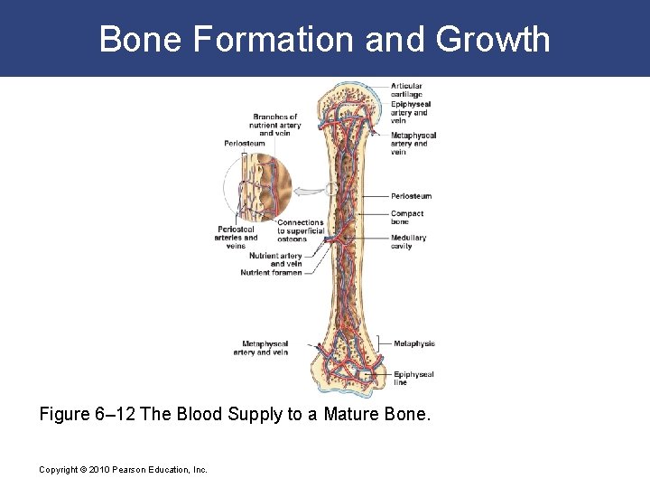 Bone Formation and Growth Figure 6– 12 The Blood Supply to a Mature Bone.