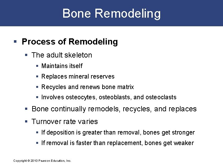 Bone Remodeling § Process of Remodeling § The adult skeleton § Maintains itself §