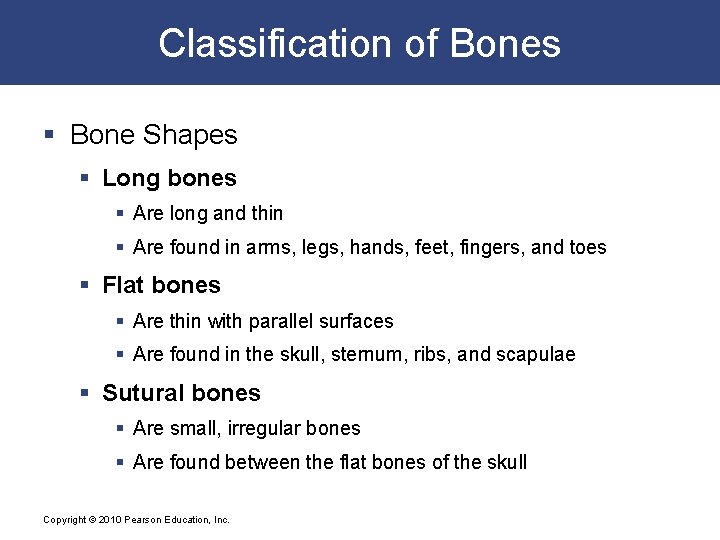 Classification of Bones § Bone Shapes § Long bones § Are long and thin
