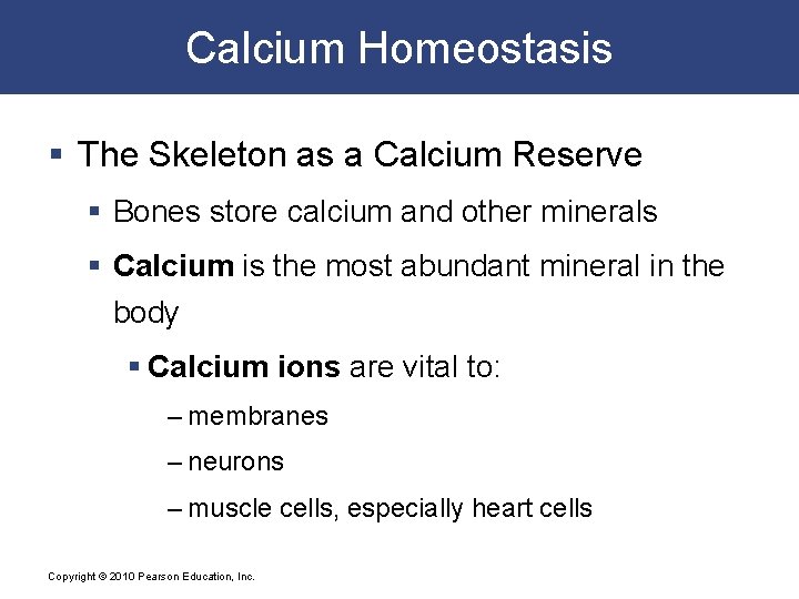 Calcium Homeostasis § The Skeleton as a Calcium Reserve § Bones store calcium and