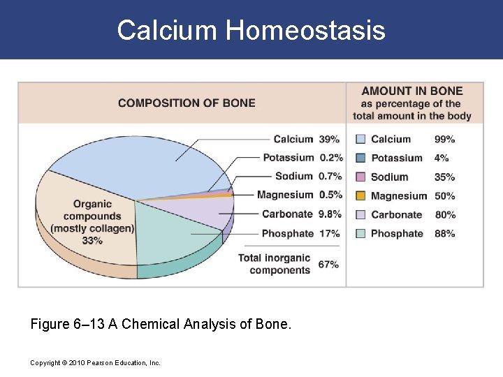 Calcium Homeostasis Figure 6– 13 A Chemical Analysis of Bone. Copyright © 2010 Pearson