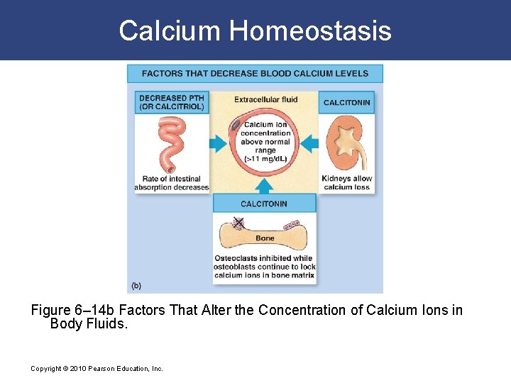 Calcium Homeostasis Figure 6– 14 b Factors That Alter the Concentration of Calcium Ions