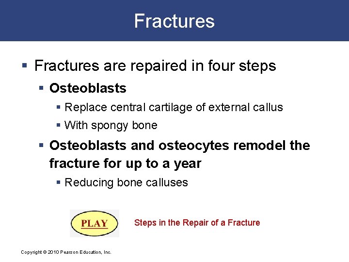 Fractures § Fractures are repaired in four steps § Osteoblasts § Replace central cartilage