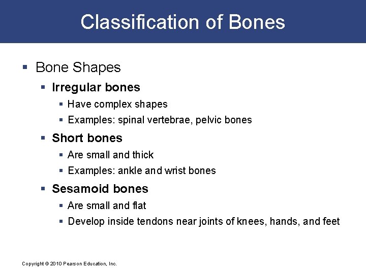 Classification of Bones § Bone Shapes § Irregular bones § Have complex shapes §