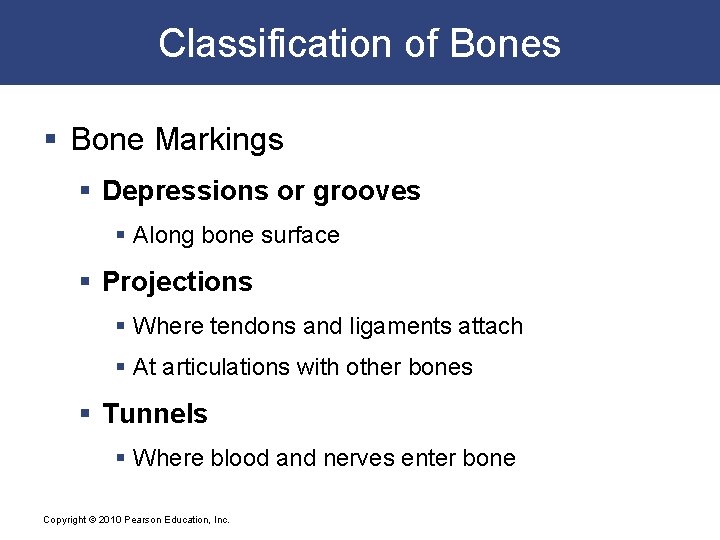 Classification of Bones § Bone Markings § Depressions or grooves § Along bone surface