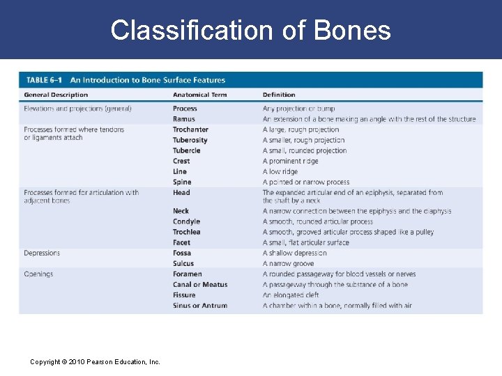Classification of Bones Copyright © 2010 Pearson Education, Inc. 