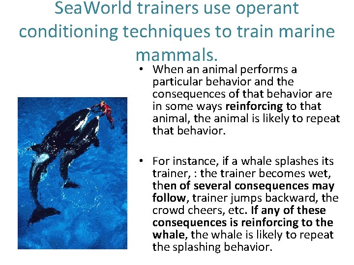 Sea. World trainers use operant conditioning techniques to train marine mammals. • When an