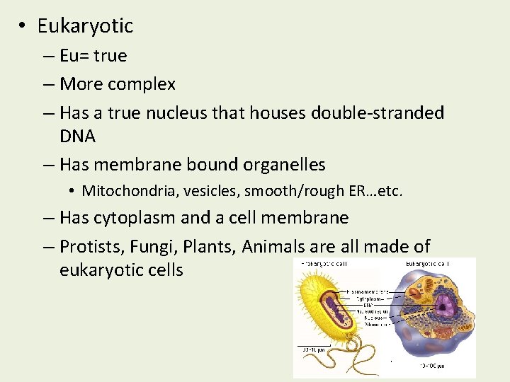  • Eukaryotic – Eu= true – More complex – Has a true nucleus