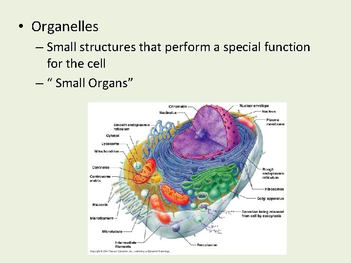  • Organelles – Small structures that perform a special function for the cell