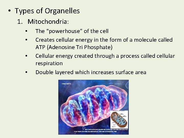  • Types of Organelles 1. Mitochondria: • • The “powerhouse” of the cell