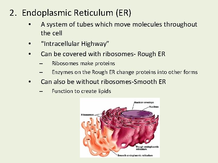 2. Endoplasmic Reticulum (ER) • • • A system of tubes which move molecules