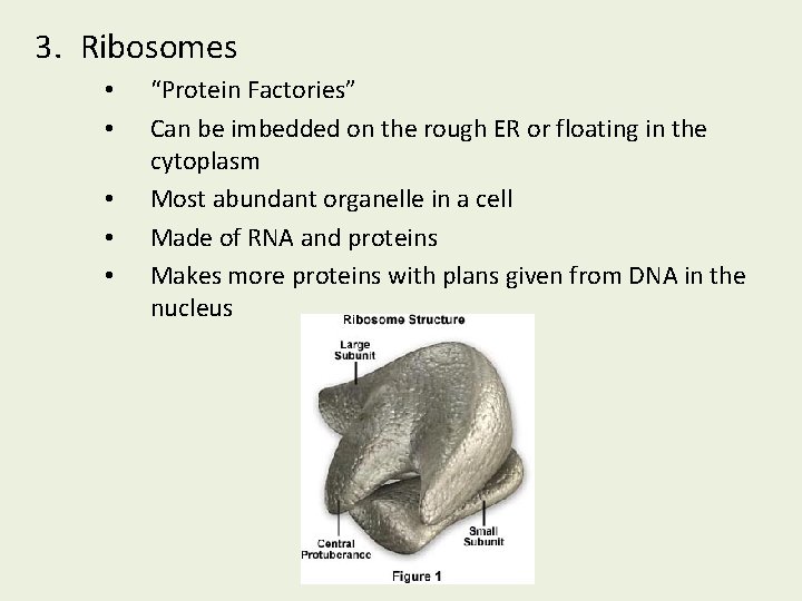 3. Ribosomes • • • “Protein Factories” Can be imbedded on the rough ER