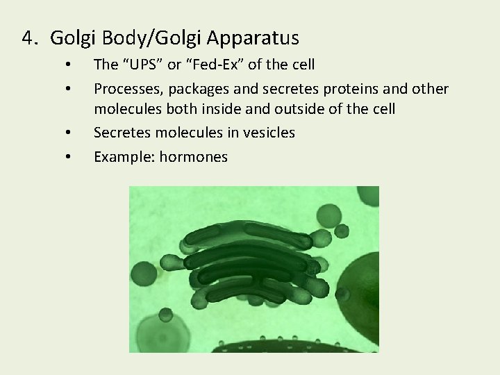 4. Golgi Body/Golgi Apparatus • • The “UPS” or “Fed-Ex” of the cell Processes,