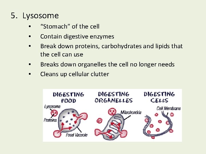 5. Lysosome • • • “Stomach” of the cell Contain digestive enzymes Break down