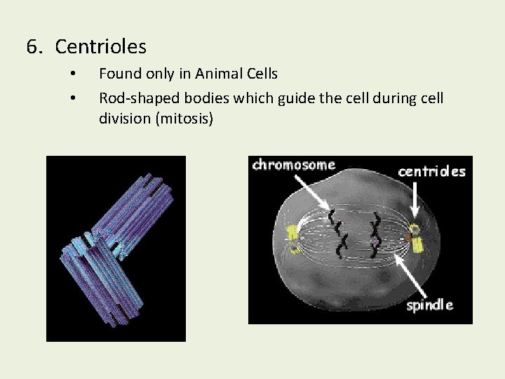 6. Centrioles • • Found only in Animal Cells Rod-shaped bodies which guide the