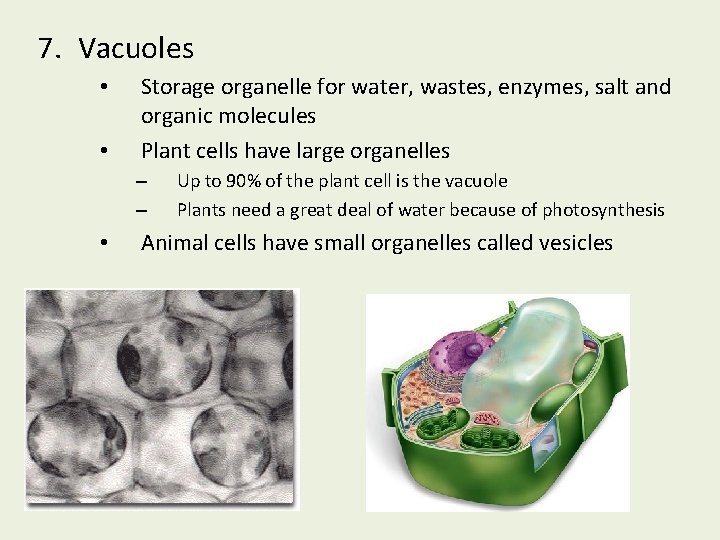 7. Vacuoles • • Storage organelle for water, wastes, enzymes, salt and organic molecules