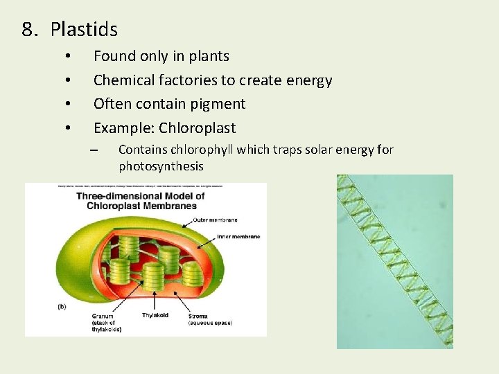 8. Plastids • • Found only in plants Chemical factories to create energy Often