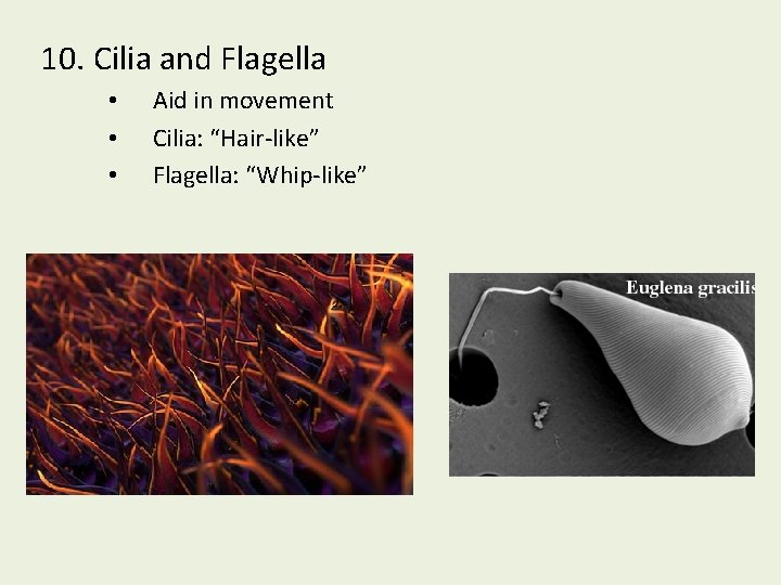 10. Cilia and Flagella • • • Aid in movement Cilia: “Hair-like” Flagella: “Whip-like”