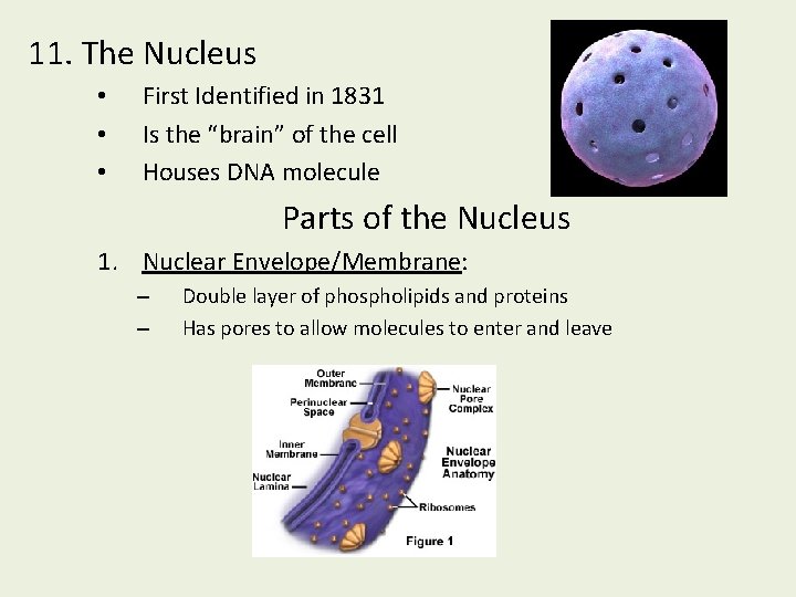 11. The Nucleus • • • First Identified in 1831 Is the “brain” of