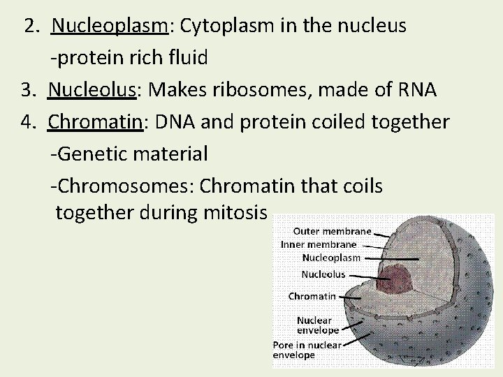 2. Nucleoplasm: Cytoplasm in the nucleus -protein rich fluid 3. Nucleolus: Makes ribosomes, made