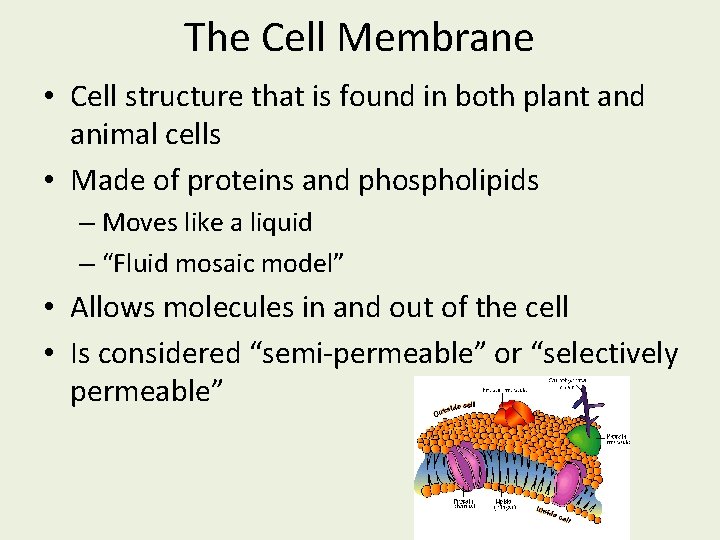 The Cell Membrane • Cell structure that is found in both plant and animal
