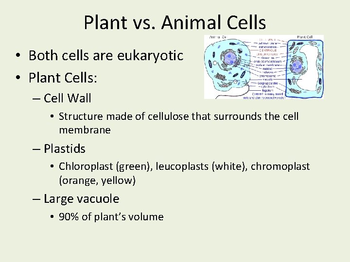 Plant vs. Animal Cells • Both cells are eukaryotic • Plant Cells: – Cell